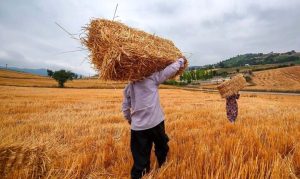 کمیته تخصصی برای توافق قیمت گندم سه‌شنبه تشکیل می‌شود