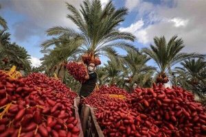 پیش بینی برداشت ۳۱۵۰ تن خرما در خراسان جنوبی؛ استان در رتبه ۹ تولید