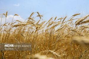 آیا دولت تمایل به واردات گندم دارد؟