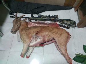 دستگیری شکارچی متخلف در پرور؛ یک میش وحشی شکار شد