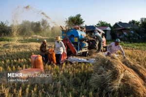 پیش‌بینی برداشت ۵۵ هزار تن شلتوک در کهگیلویه و بویراحمد