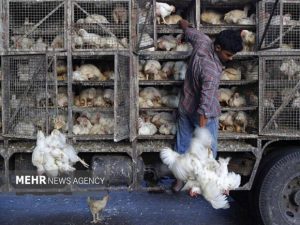 ۱۰ هزار قطعه مرغ زنده قاچاق در سوادکوه کشف شد