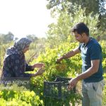 برداشت ۲۰۰ تن انگور یاقوتی از ۶۰ هکتار تاکستان‌های دره‌شهر