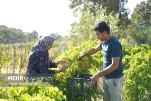 برداشت ۲۰۰ تن انگور یاقوتی از ۶۰ هکتار تاکستان‌های دره‌شهر